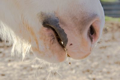 Cropped image of horse eating chickpeas