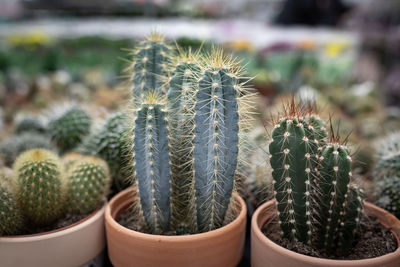 Close-up of cactus growing in pot