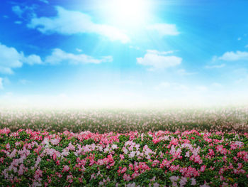 Scenic view of pink flowering plants on field against sky