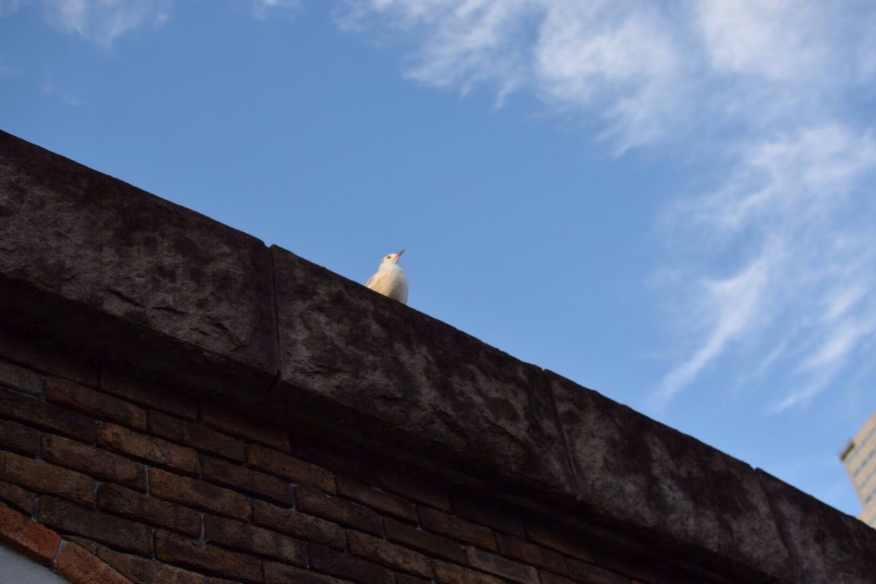 low angle view, bird, built structure, architecture, building exterior, sky, animal themes, one animal, animals in the wild, wildlife, perching, roof, blue, cloud - sky, cloud, day, outdoors, seagull, flying, no people