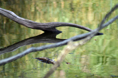 Tree growing in water