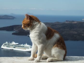 Cat overlooking