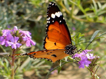 Close-up of butterfly on flower