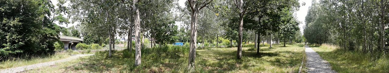 Footpath passing through trees