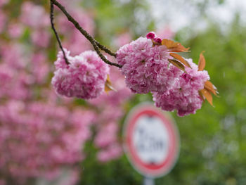 Close-up of pink cherry blossom