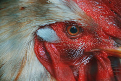 Close-up of a bird