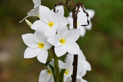 Close-up of white flowers