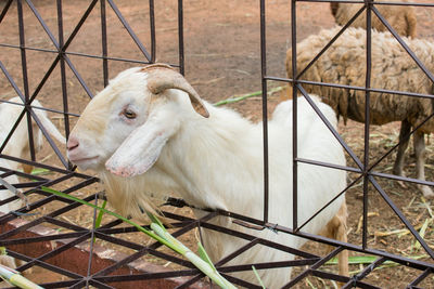 High angle view of goat in cage