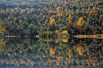 View of pine trees in the forest during autumn