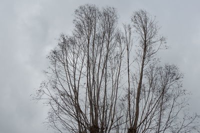 Low angle view of silhouette bare tree against sky