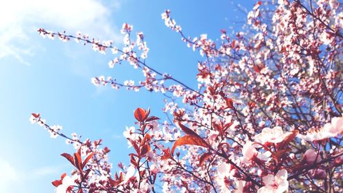 Low angle view of cherry blossoms against sky