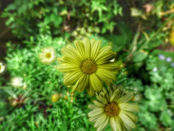 Close-up of yellow daisy flowers blooming in garden