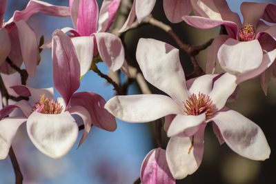 Close-up of pink flowering plants