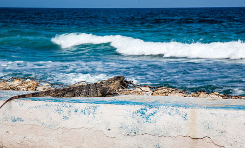 Scenic view of sea shore and a lizard