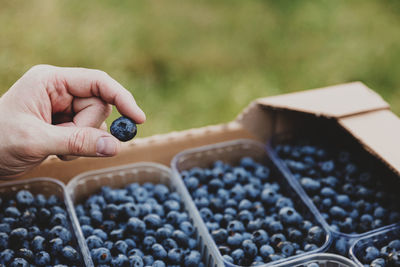 Close up of fingers holding a single blueberry on background with blueberry boxes for shipping