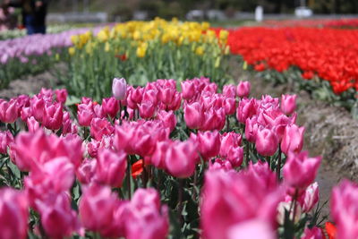 Close-up of pink tulips in park