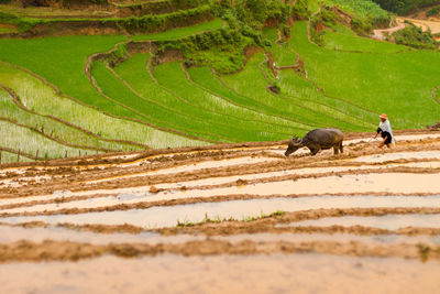 Farmer using buffalo while working on agricultural field