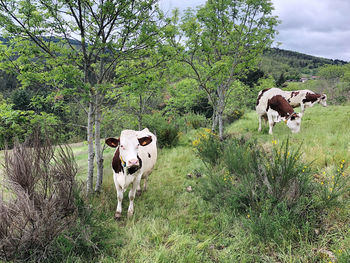 Cows standing in a field
