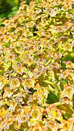 Full frame of yellow flowers