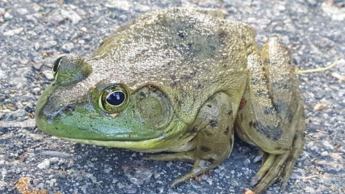 Close-up of lizard on rock