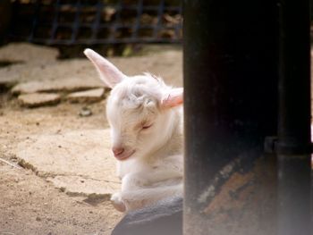 Baby goat resting