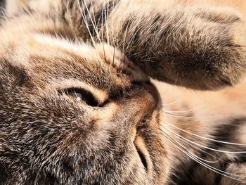 Close-up of a cat