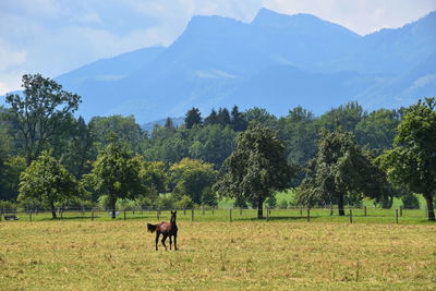 View of a horse in a field