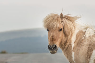 Portrait of horse against mountain