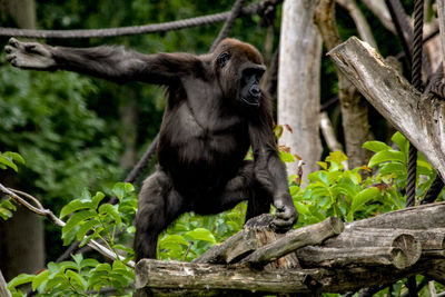 Monkey sitting on tree branch