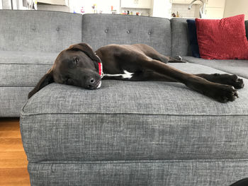 Close-up portrait of dog relaxing