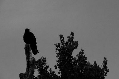 Low angle view of birds perching on a tree