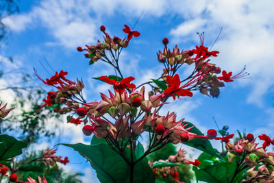 Glory bower flower or bag flower. clerodendrum thomsoniae flower. bleeding heart vine flower