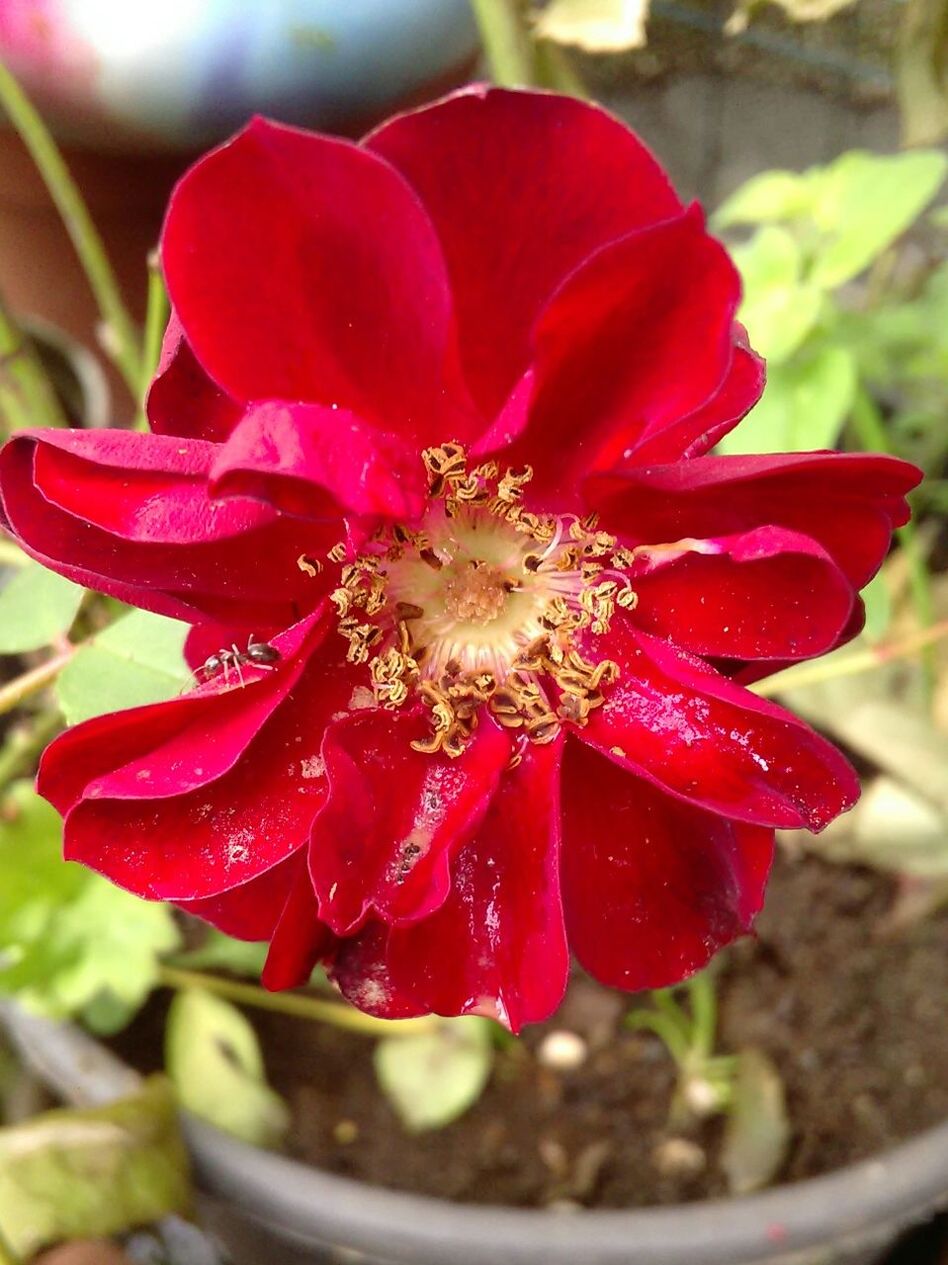 flower, flowering plant, beauty in nature, freshness, petal, plant, close-up, growth, vulnerability, red, fragility, flower head, inflorescence, focus on foreground, nature, no people, pollen, day, botany, outdoors