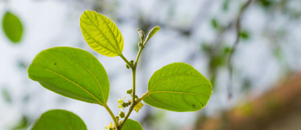 Close-up of green leaves