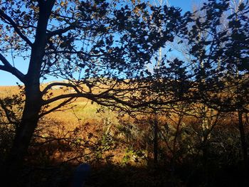 Low angle view of trees in forest