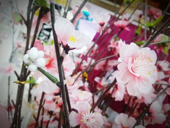 Close-up of pink flowers