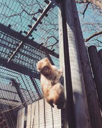 Low angle view of monkey in cage