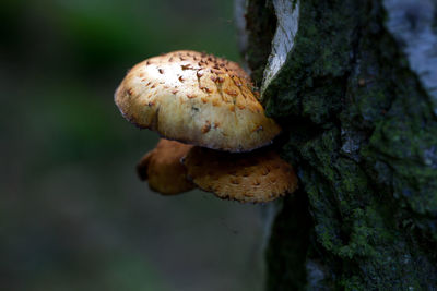 Close-up of mushroom growing on tree