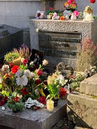 Flowers growing on plant at cemetery