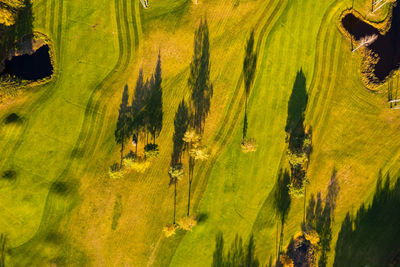 Full frame shot of tree