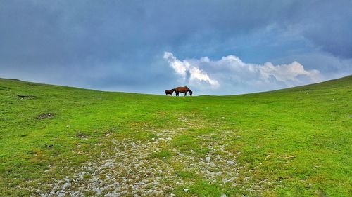 Cows grazing on field against sky