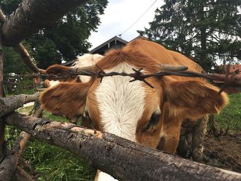 Close-up portrait of a cow