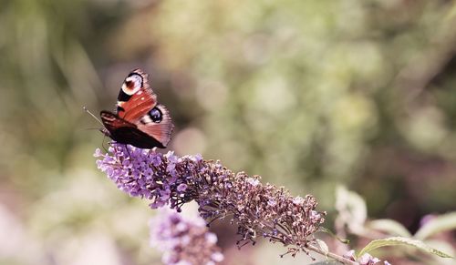 Close-up of butterfly pollinating on purple flower