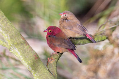 Close up of a pair of fire finches