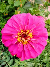 Close-up of pink flower on field