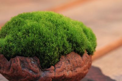 Close-up of fresh green plant