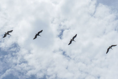 Low angle view of birds flying in sky