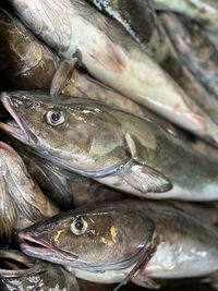 Close-up of fish for sale in market