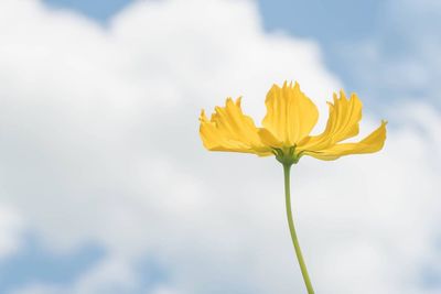 Close-up of yellow flower