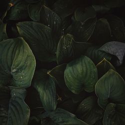 Close-up of green leaves